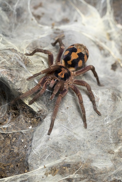 tarantula and arachnid breeding laboratory with climate controlled enclosures, individual specimen housing, live feeding insect colonies, breeding documentation and specimen identification system