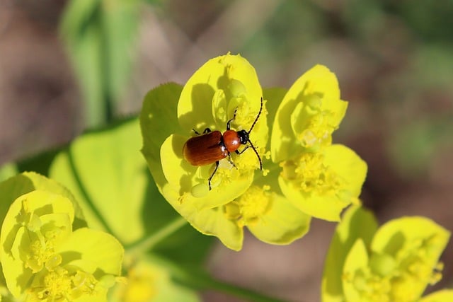 premium exotic beetle breeding laboratory with climate controlled chambers, individual species enclosures, humidity and temperature monitoring, beetle specimen collection display